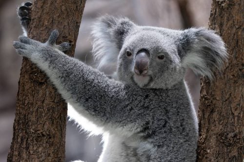 koala-8992580_1280